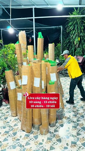 Mua cây giống Online giao đến nhà 🏠