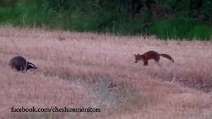 266K views · 4.1K reactions | ON THE EVE OF THE NEW HUNTING SEASON, A DEDICATION TO ALL WILDLIFE SUFFERING PERSECUTION, AND TO ALL THOSE PEOPLE WORKING SO HARD TO STOP IT… One of our team captured this beautiful scene recently; the families of these playmates have been able to thrive together in a once repeatedly-hunted area of Cheshire, serving as a reminder of why we all do what we do. | Cheshire Monitors | Facebook