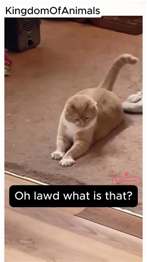 Bro got scared by his own tail #cats #catstory #catscatscats #catsoffacebook #catsofinstagram #catsoftiktok #cat #catlife #catlovers #catoftheday #kitten #kittensoftheday | Kingdom Of Animals