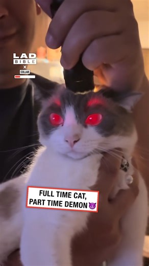 I turned my cat into a lamp 😅💡 | LADbible