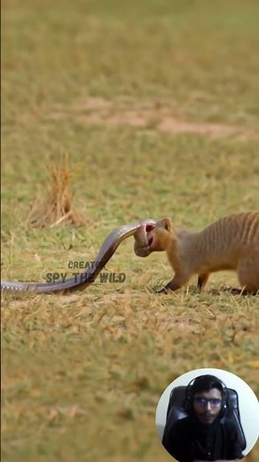 Not Every Time the Mongoose Wins wile fight with Cobra in wild nature