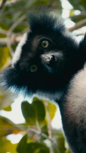 Catch a glimpse of these rare and highly endangered black-and-white ruffed lemurs in the wild! | Nature Bites