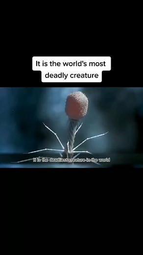 Understanding Bacteriophages: Nature's Deadliest Creatures Targeting Bacteria
