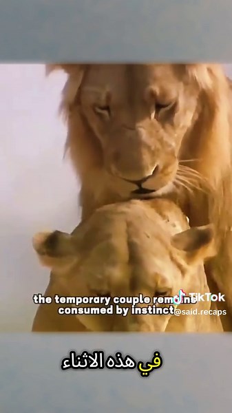 Animal world highlights — الحيوانات: best clips