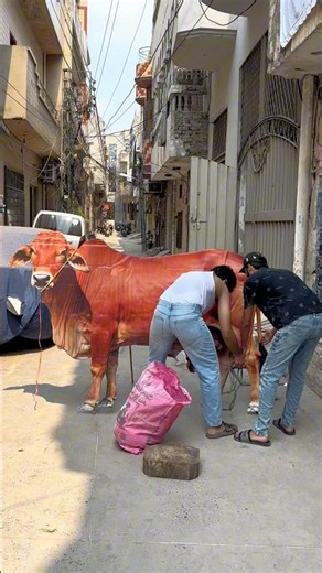 Cow prank with butcher #funny #viral #india #cow