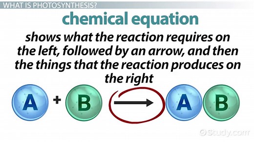 Photosynthesis | Function & Purpose