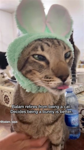 26K views · 1.6K reactions | You may now all refer to him as Balam Blep Bunny. | Balam Says | Facebook