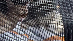 Goose & The Baker on TikTok