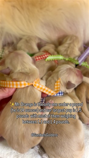 Gambel's Goldens on Instagram: "✨The Boys are back in town!!! Yesterday when I told you it was .98% chance to have 10 males and no females, I actually got it wrong… It’s .098% according to ChatGPT. That means it is a 1/10 of one percent chance to have this big of the same-sex litter! Mama Clancy’s ten beautiful boys are doing well, and nursing like champs. You might be thinking, those pups are so big…why did they wait so long to do the C-Section, and why was it so important to make sure the prog