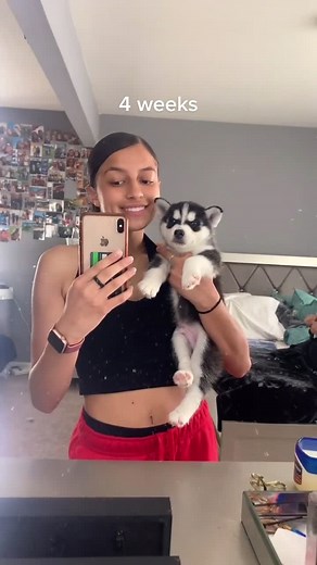 my whittle baby poopy love 🥺🥰 #imy #husky #puppy