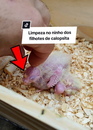Rotina de limpeza do ninho dos filhotes de calopsita
