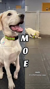 🐶💙 Meet Moe! 💙🐶 Moe is a 4-month-old Great Pyrenees / Retriever mix, weighing 33 lbs of fluffy puppy charm and ready to find his forever family! He’s still very much a puppy, which means he’ll need help with training, structure, and consistency as he grows. With his mix of Retriever smarts and Pyrenees loyalty, Moe has all the potential to become an incredible companion for the right family. ✨ Ready to adopt? 👉 Apply at w2wrescue.com 📧 Watch your email for communication from Wags as Moe se