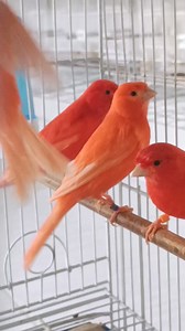 77K views · 2.5K reactions | Beautiful Canaries ❤ . . . . #red #canary #kanarienvogel #Kanarienvögel #beautiful #bird #reels #fbreelsviral #ic_birds #reelitfeelit #fbreels | Canary birds Kanarienvögel | Facebook