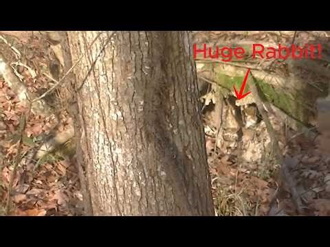 Hunting Gigantic Rabbit! (Catch, Clean, Cook)