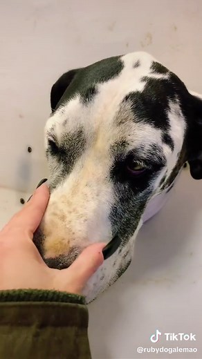 Tratamento Eficaz Para Picada de Aranha Marrom em Cachorros