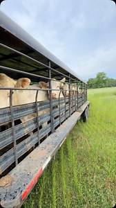 4.6K reactions · 48 shares | Loads 1 & 2!! | Will Meadows | Facebook