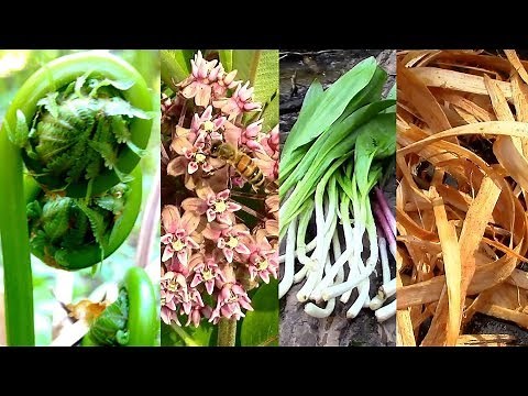 Wild Food Foraging- Season 3- Milkweed, Tree Cambium, Fiddlehead, Pine, Cattail, Evergreens, Birch