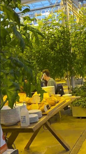 Fridheimar, a greenhouse tomato farm in Iceland