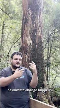 Why are Victoria's tall mountain ash forests so important?