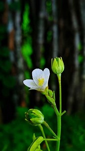 📱Mobile pro photography . •shot on @opporrno14 . #mobilephotography #photography #mobilography #mobilecameraphotography #mobilephoto #photo #photooftheday #explore #nature #reels #trendingreels #reelitfeelit #viralreels #reelkrofeelkro❤️reelitfeelit #trendingsongs #fyp #growth #indiaphotography #clos_click #mobileprophotography #instagram #insta #instagramreels #photographer | Rko Rohit Kol