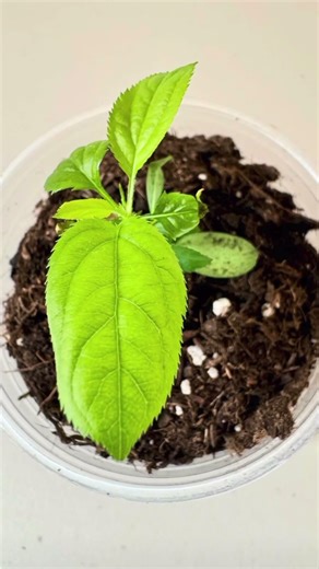 Apple seed survive second winter🌱avoid direct sunlight🌱regrow all leaves in spring💦only water