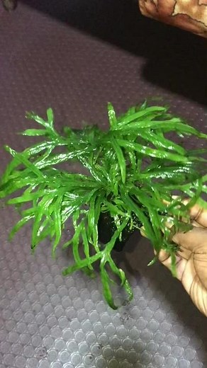 Trident fern Microsorum pteropus 'Trident'Care Guidelines:*Origin: Indonesia*Height: 4-8” *pH: 6-7.5*Care: Easy*Light: Low*Co2: Not Required (CO2 injection will yield better growth.)*Propagation: Separate by Rhizome*Growth rate: Slow to Moderate #trident #aquascap #plantedtank #javafern #bucephalandra