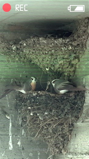 A DIY cage for the birds made out of rackets | 5-Minute Crafts