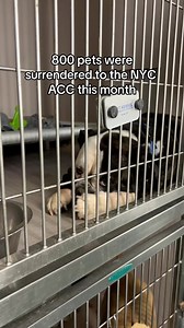 Shelter dogs are filled with life and love, just longing for someone to give them a chance. Could that someone be you? ❤️‍🩹 Don’t wait. Click the link in our bio to search adoptable dogs at the @nycacc in New York and shelters across the country today. | Adopt a Pet