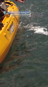 4K views · 31 reactions | GIANT Garfish from the Kayak  - ‘Hobie...
