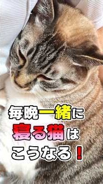 実は驚きの変化が！毎晩一緒に寝続けると猫はどうなるのか #猫雑学 #ねこたんの解説 #ねこ