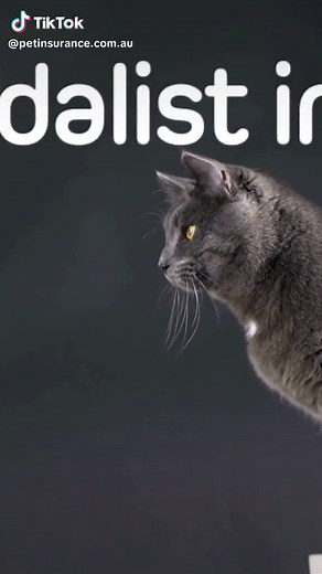 Maximize Your Pet's Potential with Pet Insurance