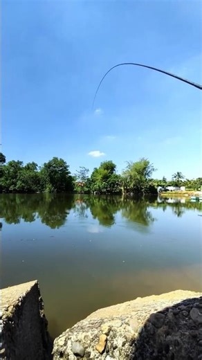 Tilapia double strike!