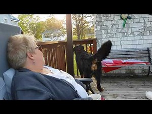 Max our Bernese Mountain Dog barks at other dogs