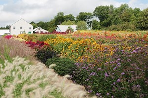 #BloomWithJohnnys: Cutting Garden Inspiration and Resources from Johnny's Selected Seeds - SlowFlowers Journal