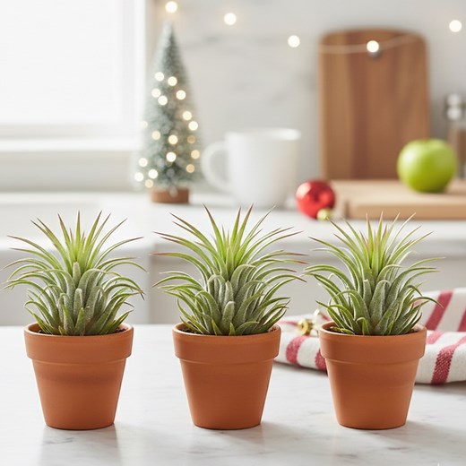 Collection of Common & Rare Air Plants for Sale, Plant Home Decor Ideas