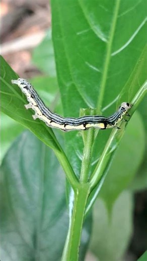 Catalpa worm