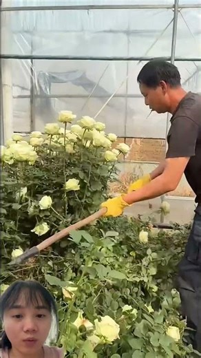 Extraordinary rose pruning in China.