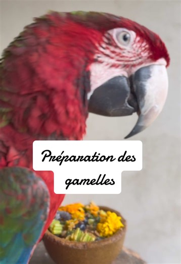 Réponse à @wen 4 gamelles par jour sauf le mercredi et le dimanche #ara #perroquet #oiseau