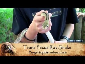 Meet Mr. Nosy Peepers - The Trans Pecos Rat Snake!