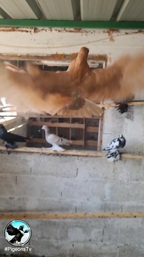 #pigeonstv #حمام_قلاب #حمام_شقلباظ #کبوتر #roller_pigeons #rollerpigeon #roller_pigeon #tumblerpigeon #tumbler_pigeon #pigeon #pigeons