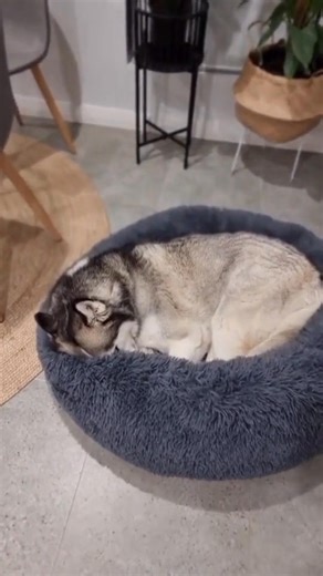 Over 23 million dogs in the U.S. struggle with anxiety—but yours doesn’t have to. 🐶💙 The Cloud Comfort™ Orthopedic Calming Dog Bed is designed to ease anxiety, relieve joint pain, and improve sleep for a happier, healthier pup. ✔ Raised rim mimics a mother’s embrace 🐾 ✔ Orthopedic filling soothes joints & muscles 🛏 ✔ Ultra-soft, self-warming faux fur 💕 ✔ Machine washable & hypoallergenic ✨ Thousands of pet owners have seen instant results—calmer, happier dogs! 💤 🚨 50% OFF Today Free U.S. 