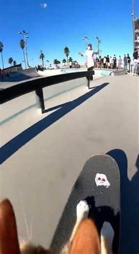 Cat SKATES in Skatepark! 🤯 Pro Boarder Kitty!