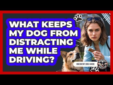 What Keeps My Dog From Distracting Me While Driving?