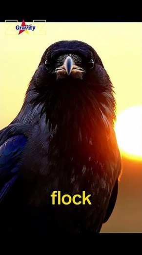 Crows Can Recognize Human Faces | Amazing Bird Intelligence