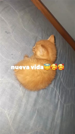Videos de samu €€ (@nicolas.bolaos03) con “som original - clovmsc”