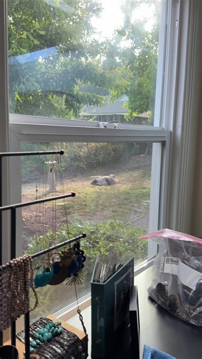 She just went swimming to get the dust off and now she is dusty again !