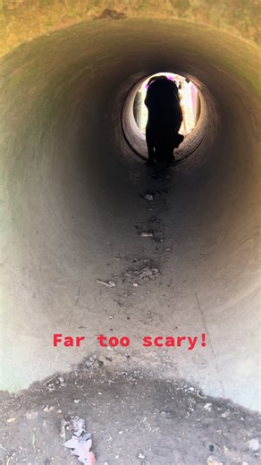 Adorable Boxer Dogs Rescued in Romania