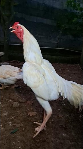 Rooster Screaming Sound Effect #ayam #birds #chicken