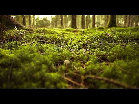 Baby Bigfoot Video from New York