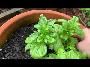 Black Spot Basil Woes